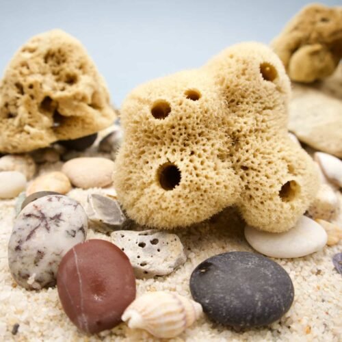 Eponges de mer avec pierre et sable