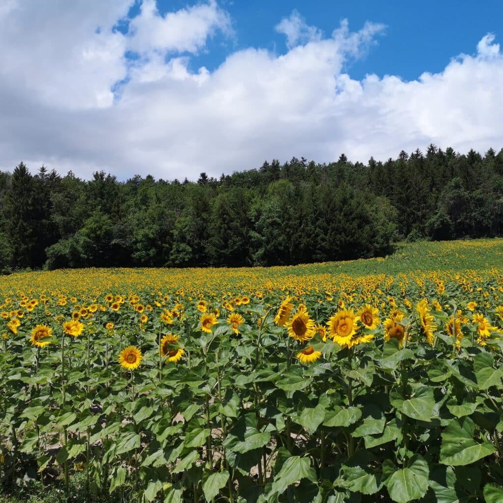 champ de tournesols à Epagny Metz-Tessy