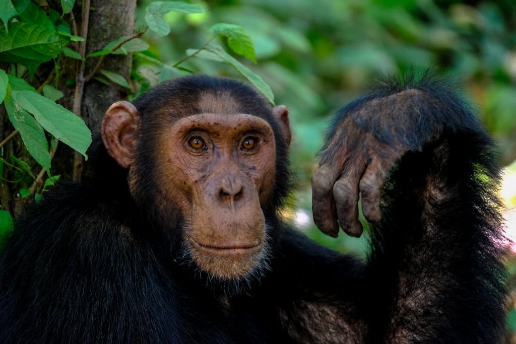 A detailed portrait of a chimpanzee in a lush green jungle setting.