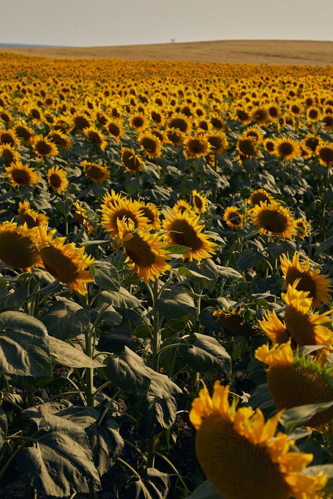Accueil Savaé 31 A vast field of vibrant sunflowers basking in the summer sunset, creating a warm and serene atmosphere.