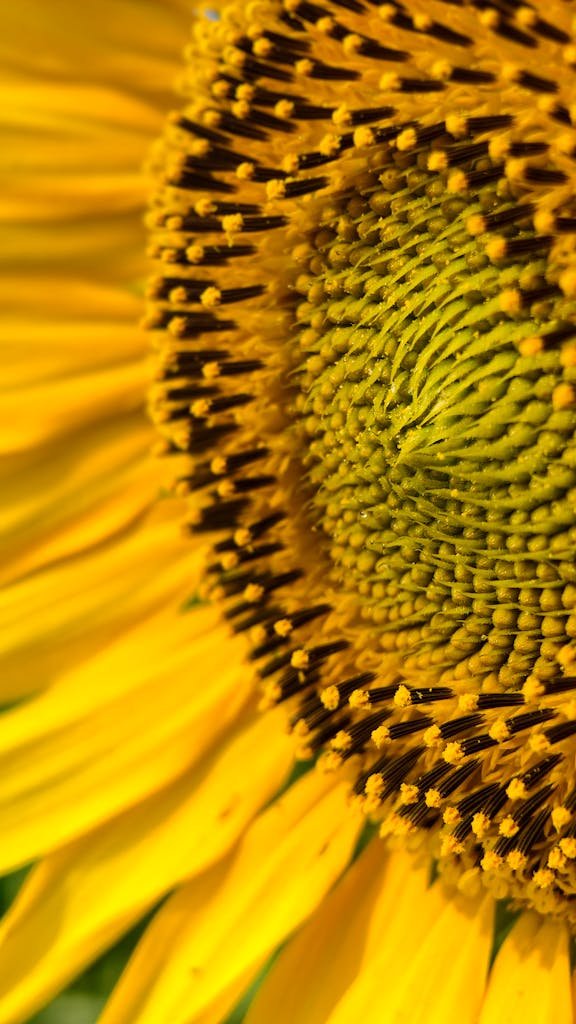 Accueil Savaé 38 Vibrant close-up of a sunflower showcasing intricate details of petals and seeds under summer sunlight.